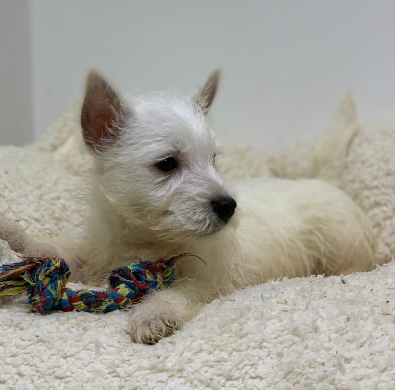 Ardy, Westie mâle né le 29/08/25 LOF