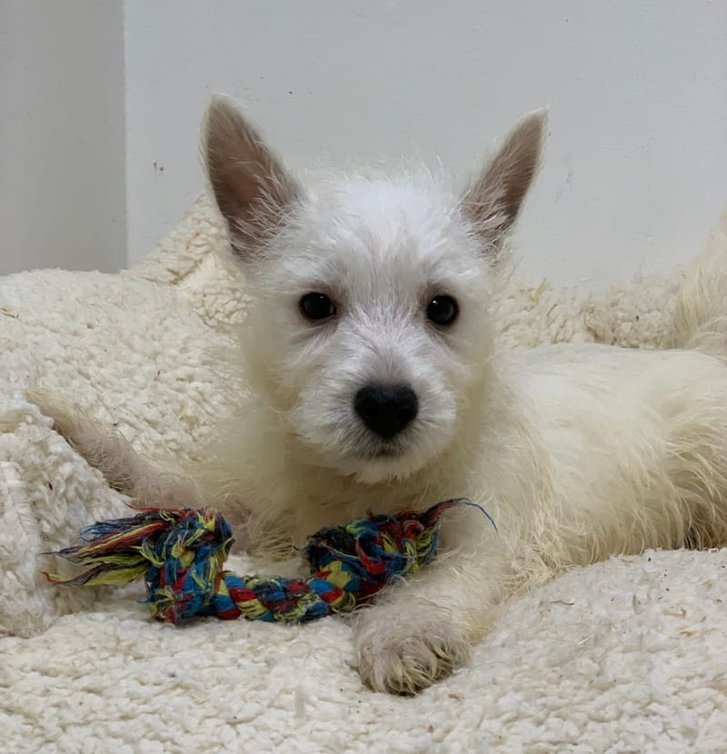 Ardy, Westie mâle né le 29/08/25 LOF