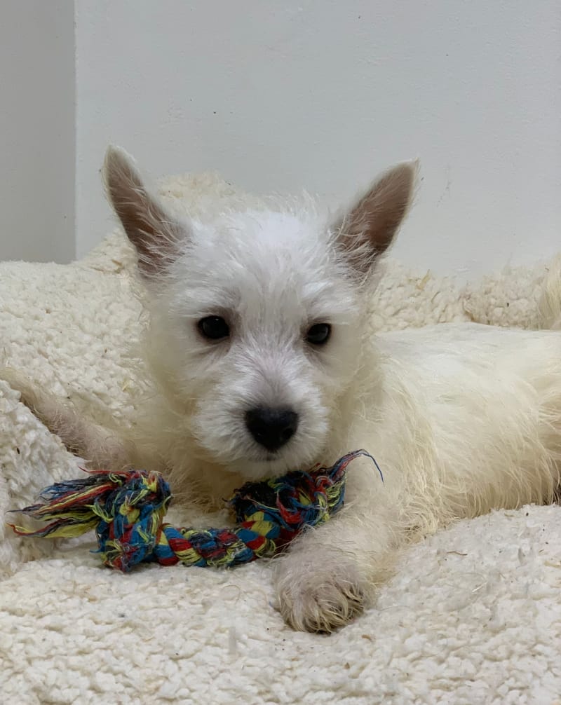 Ardy, Westie mâle né le 29/08/25 LOF