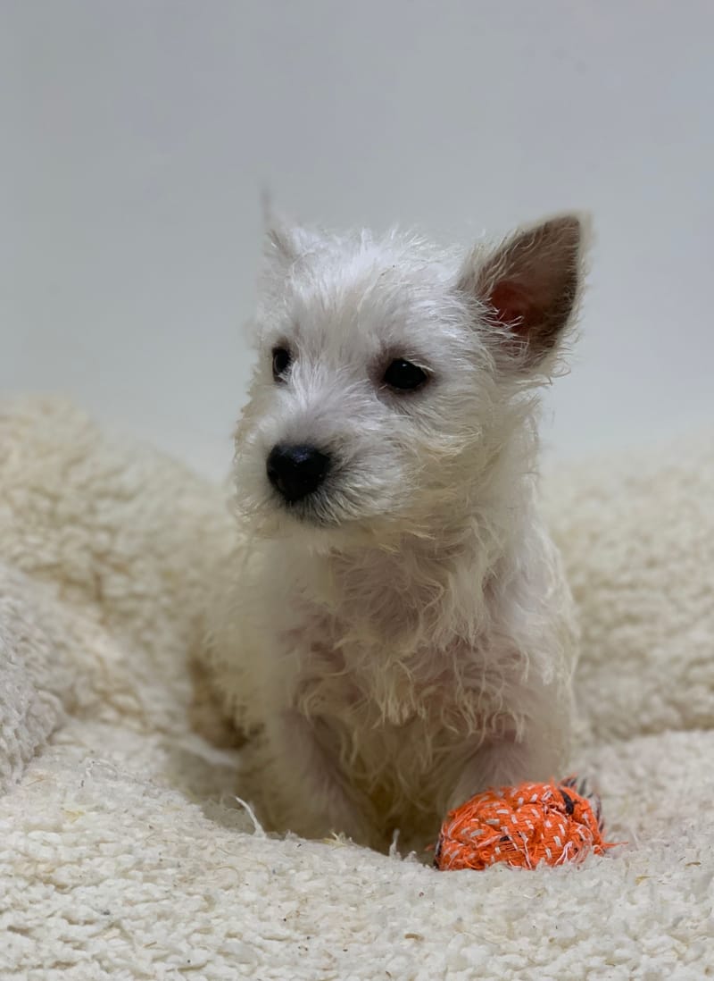 Akua, Westie femelle née le 29/08/25 LOF