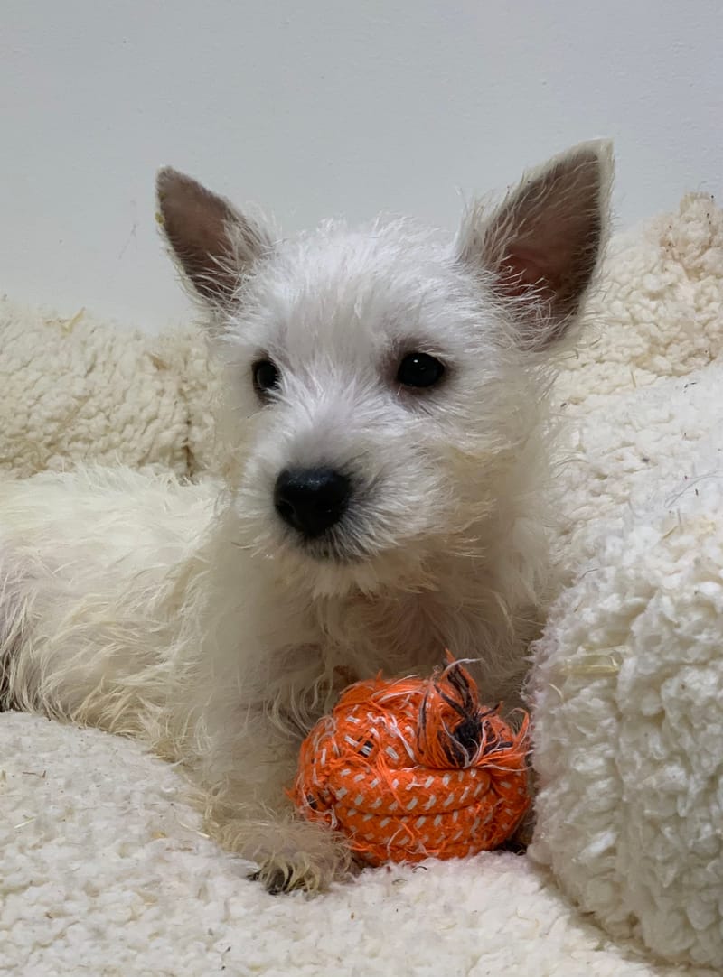 Akua, Westie femelle née le 29/08/25 LOF