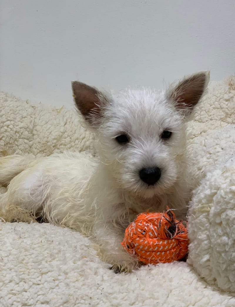 Akua, Westie femelle née le 29/08/25 LOF