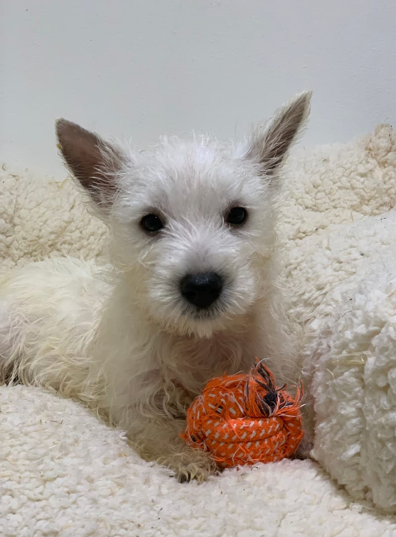 Akua, Westie femelle née le 29/08/25 LOF