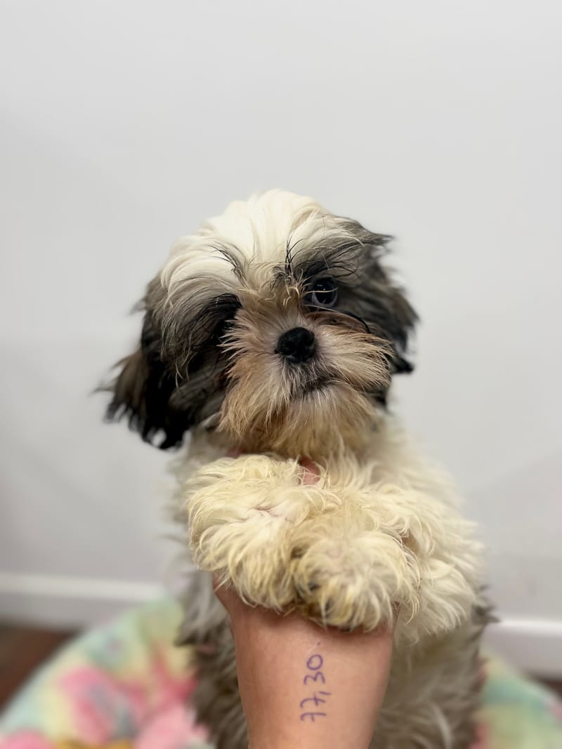 Aston mâle né le 27/07/2025 (Parents LOF)