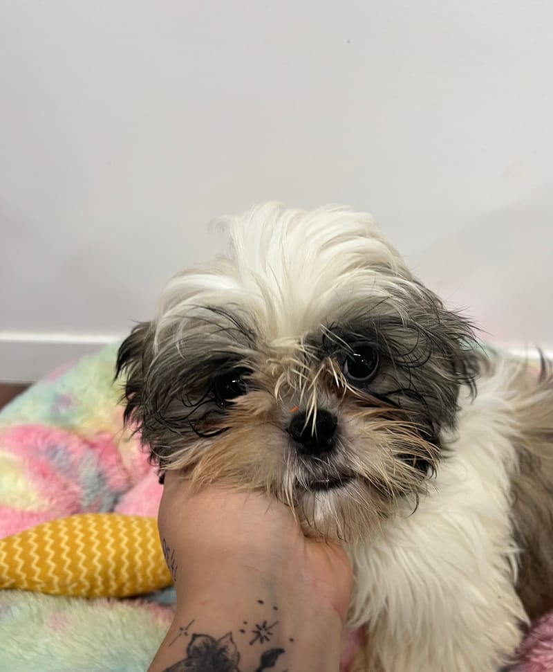 Aston mâle né le 27/07/2025 (Parents LOF)