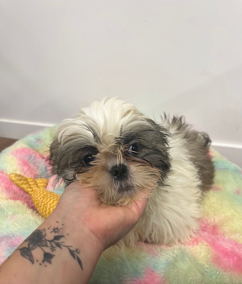 Aston mâle né le 27/07/2025 (Parents LOF)