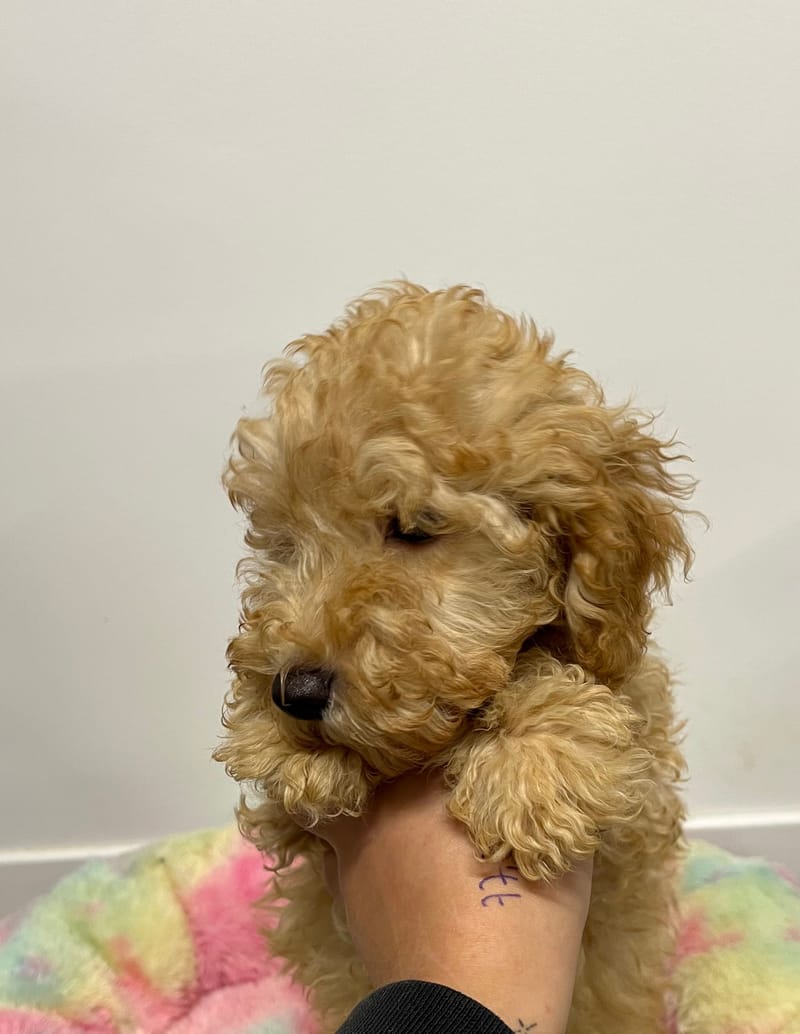 Artist mâle né le: 21/08/2025 (Parent LOF)