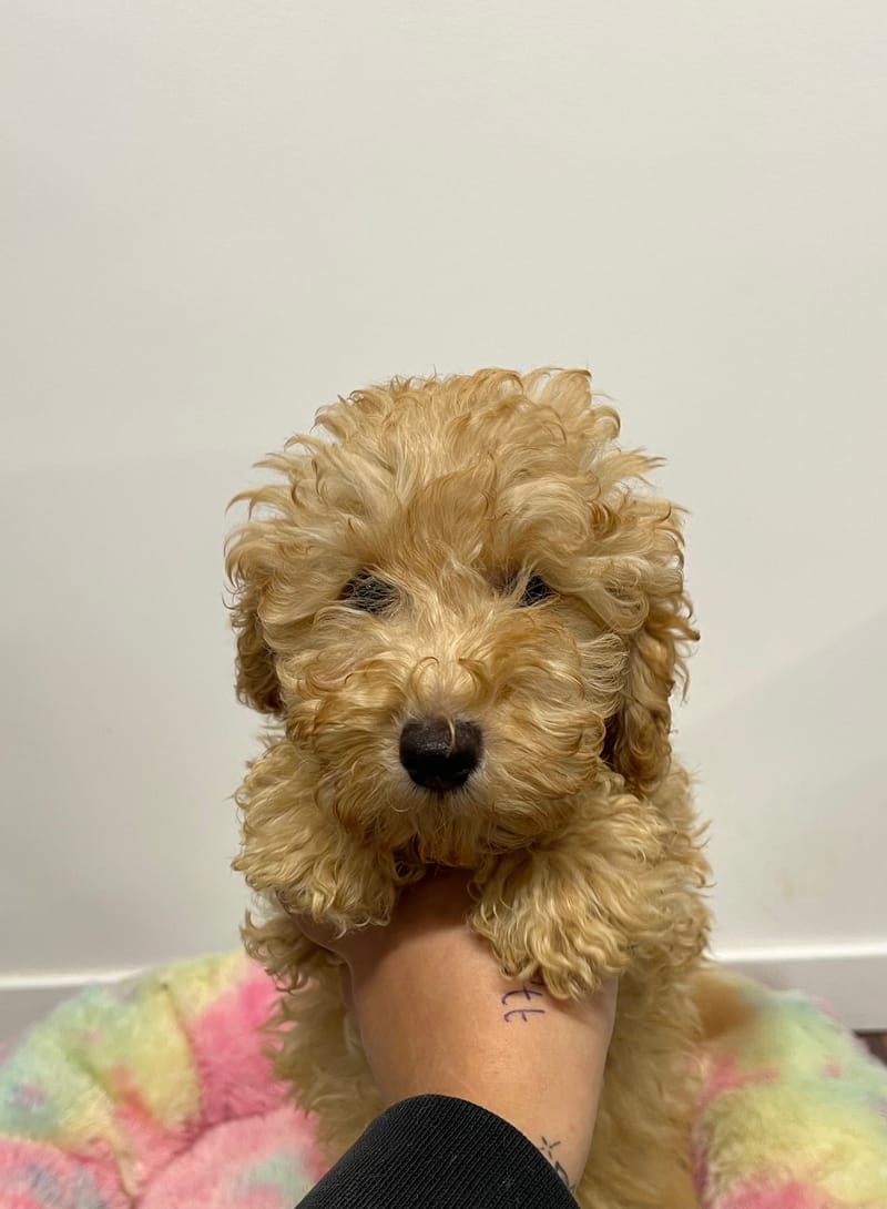 Artist mâle né le: 21/08/2025 (Parent LOF)