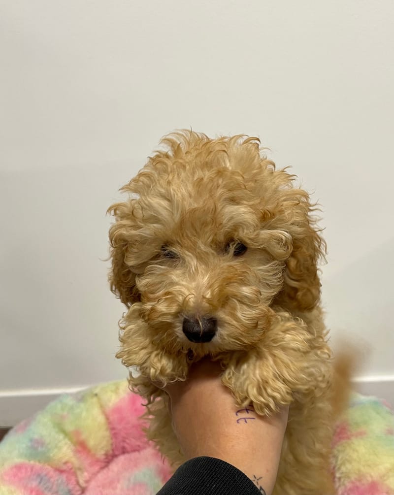 Artist mâle né le: 21/08/2025 (Parent LOF)