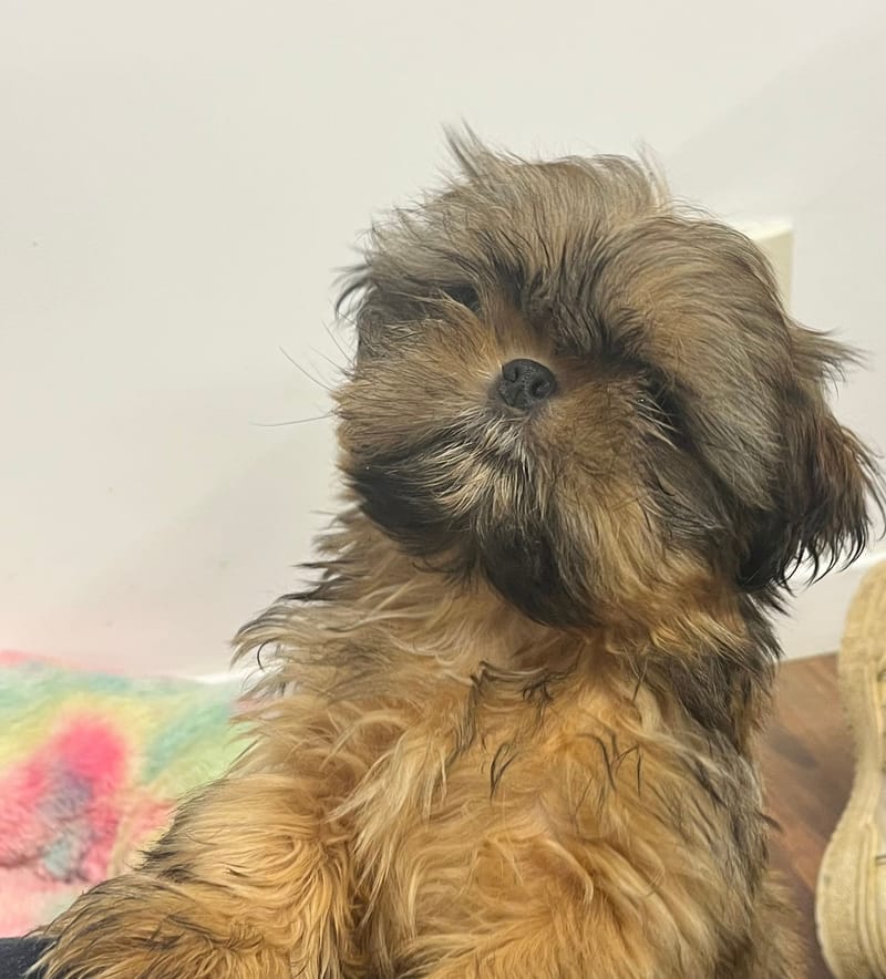 Artus mâle né le 21/08/2025 (Parents LOF)