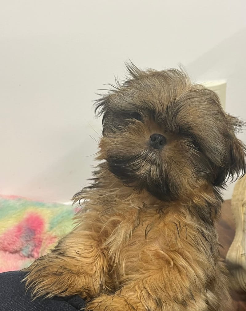 Artus mâle né le 21/08/2025 (Parents LOF)