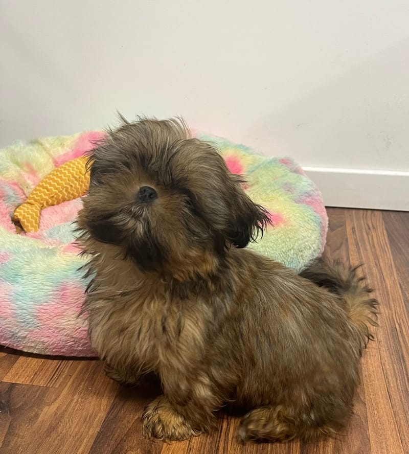 Artus mâle né le 21/08/2025 (Parents LOF)