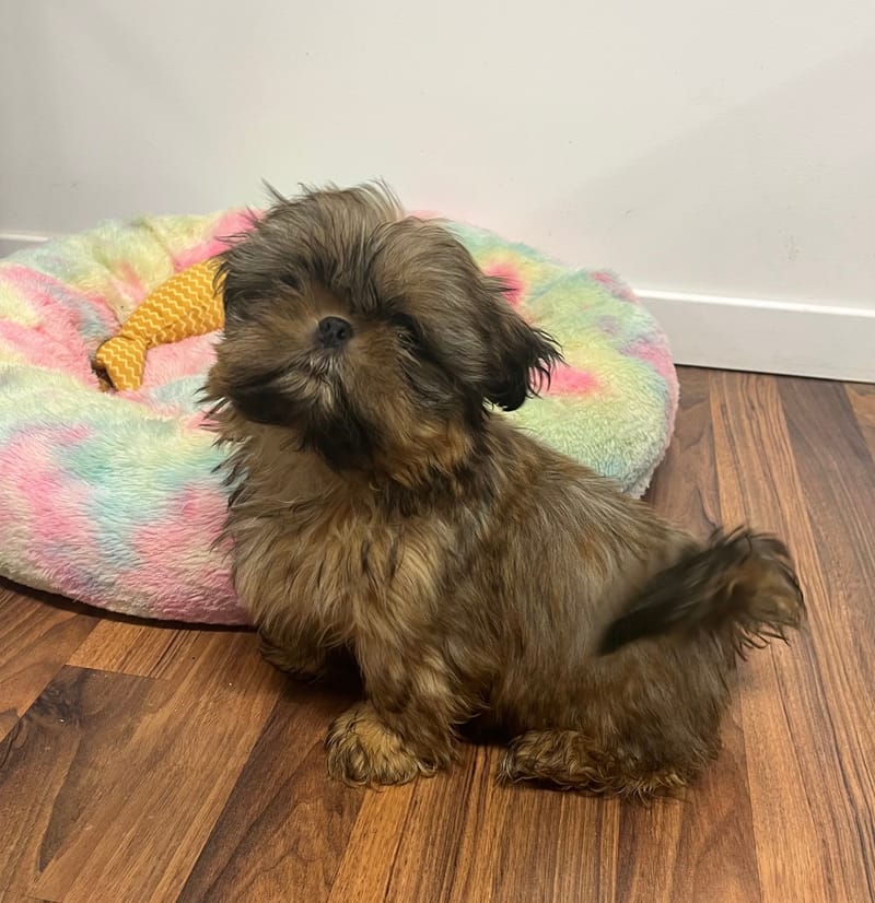 Artus mâle né le 21/08/2025 (Parents LOF)