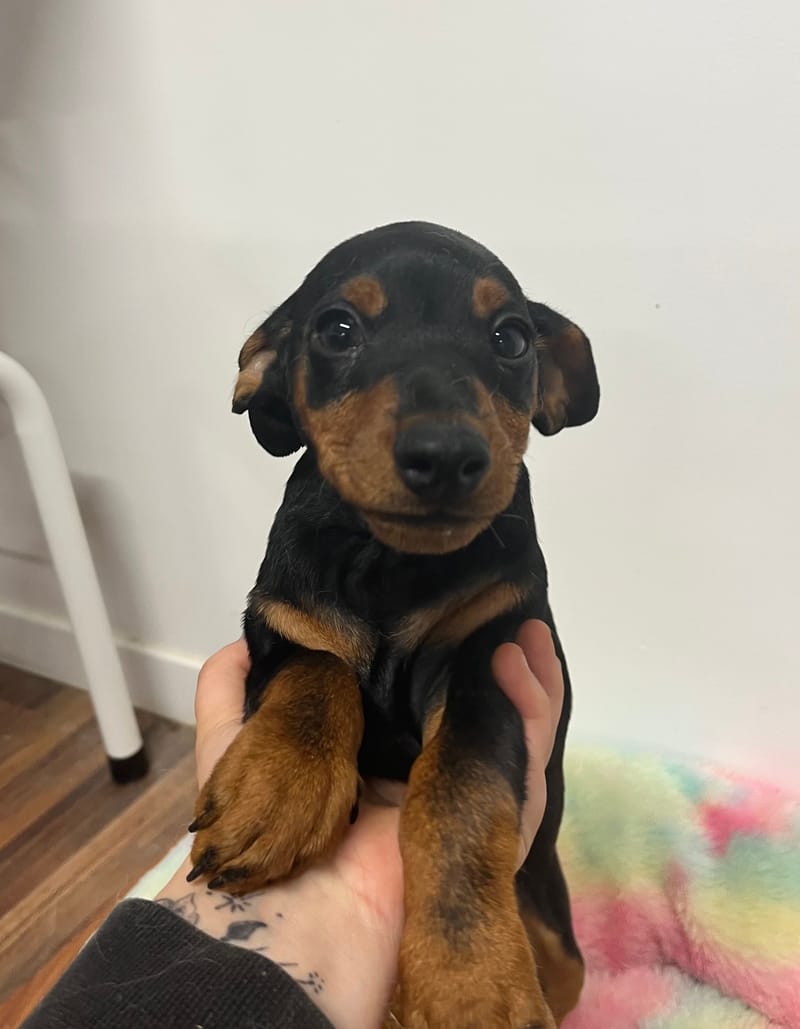 Azot mâle né le:29/08/2025  (Parents LOF )