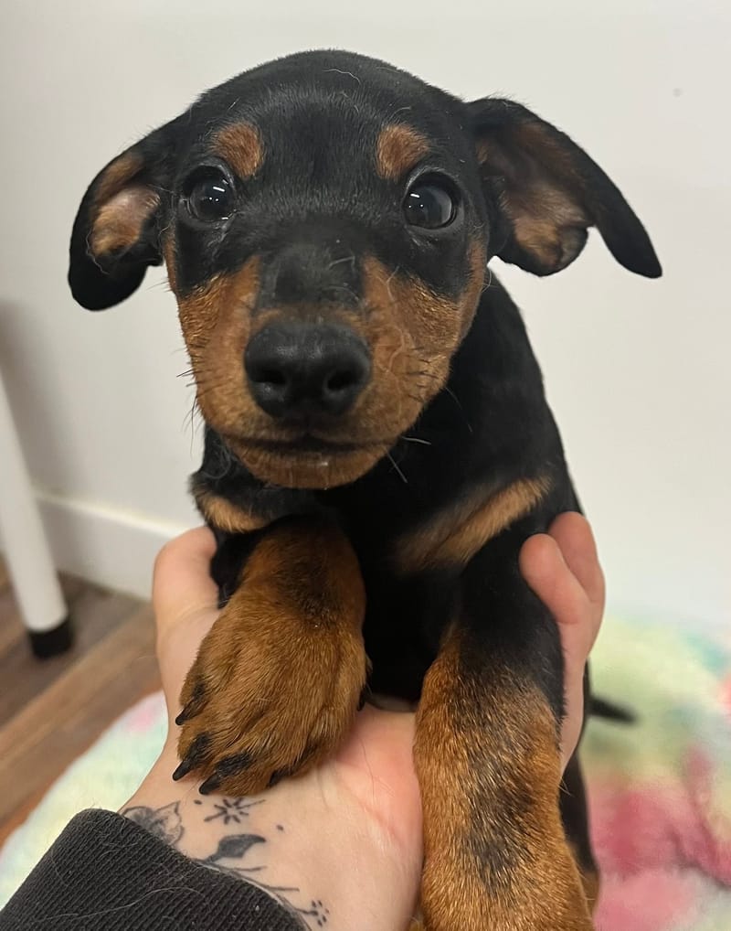 Azot mâle né le:29/08/2025  (Parents LOF )