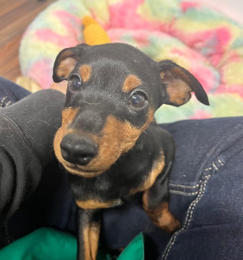 Azot mâle né le:29/08/2025  (Parents LOF )