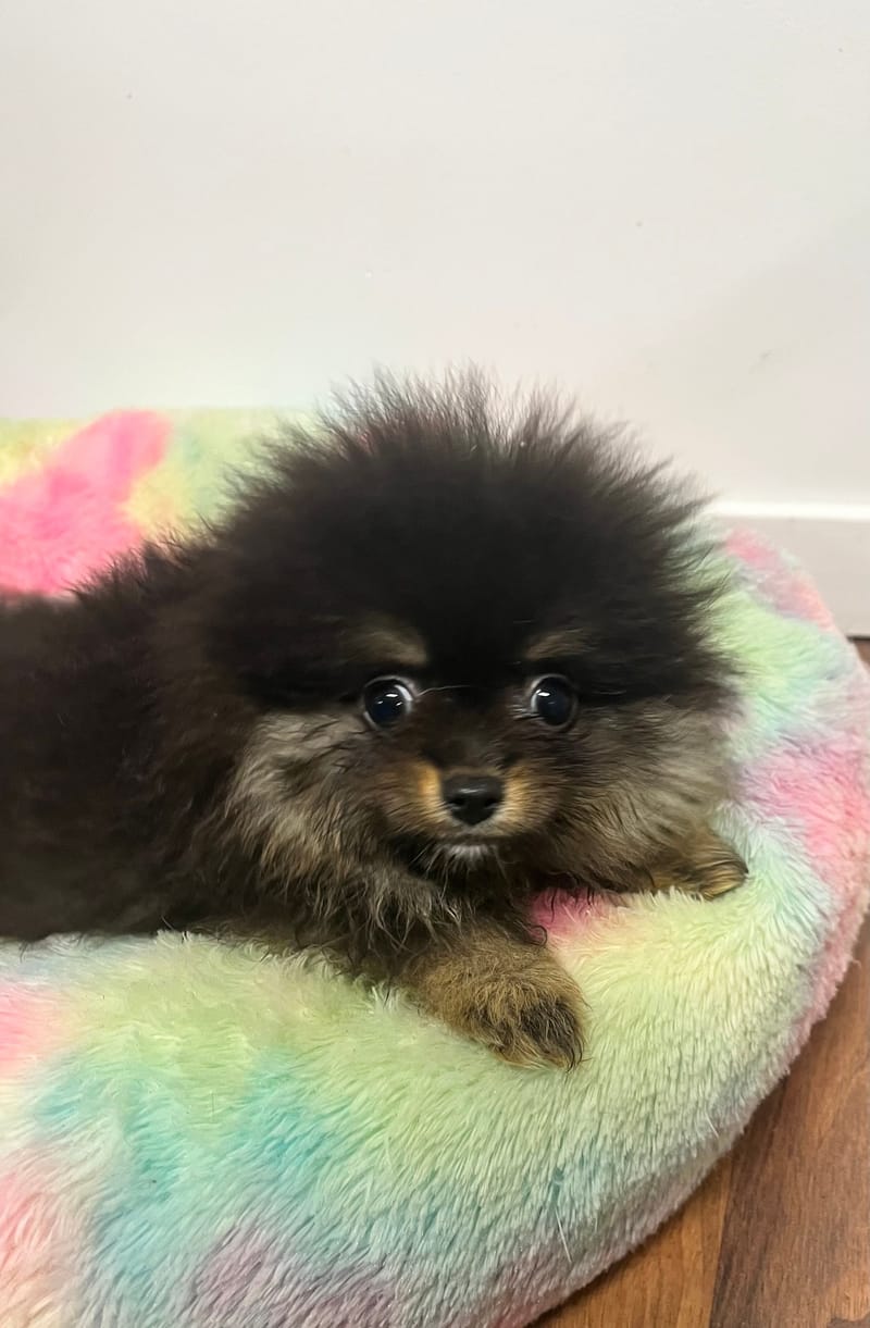 Arthur mâle né le: 03/09/2025 (Parents LOF)