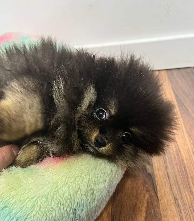 Arthur mâle né le: 03/09/2025 (Parents LOF)