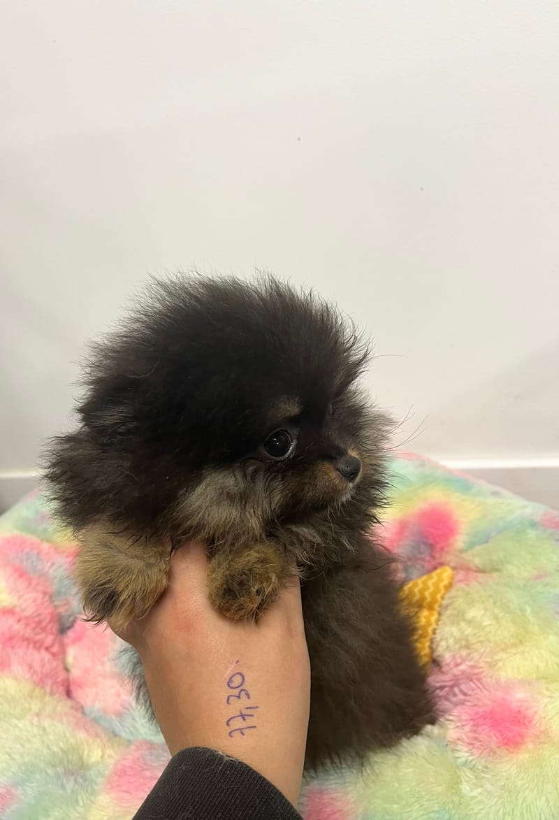 Arthur mâle né le: 03/09/2025 (Parents LOF)