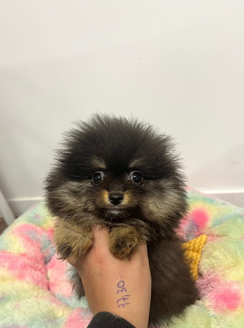 Arthur mâle né le: 03/09/2025 (Parents LOF)