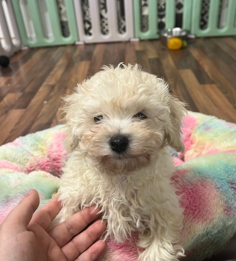 Amara femelle née le: 01/09/2025 ( LOF)