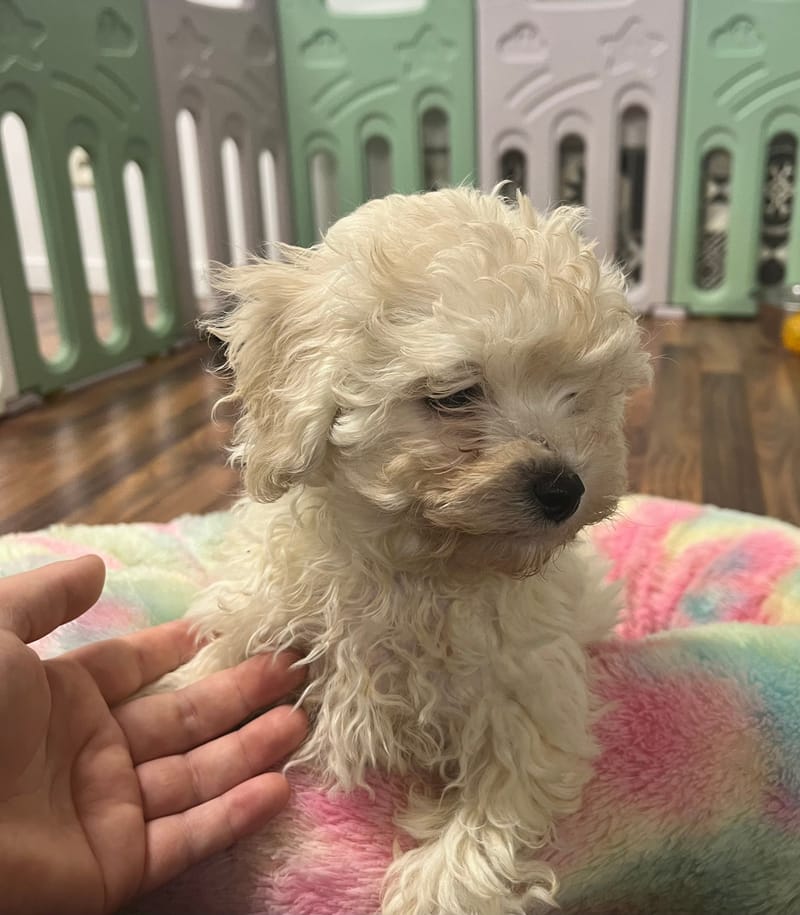 Amara femelle née le: 01/09/2025 ( LOF)