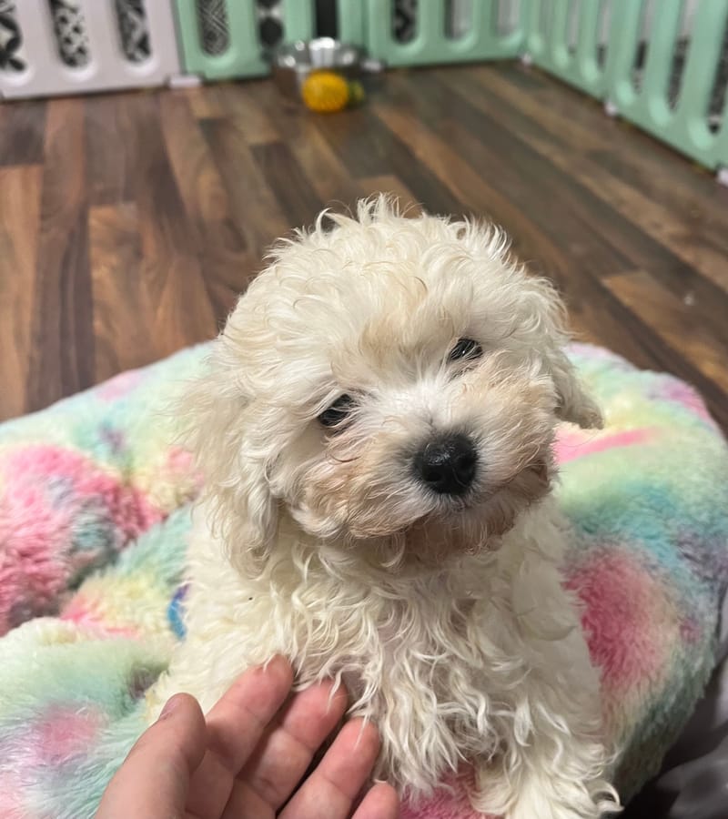 Amara femelle née le: 01/09/2025 ( LOF)