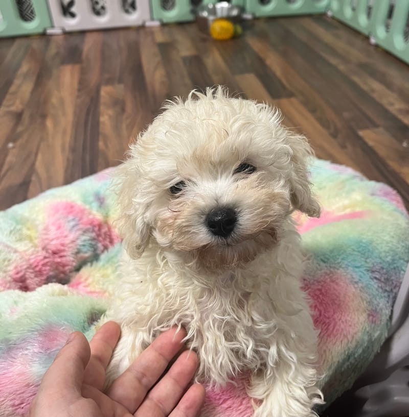 Amara femelle née le: 01/09/2025 ( LOF)