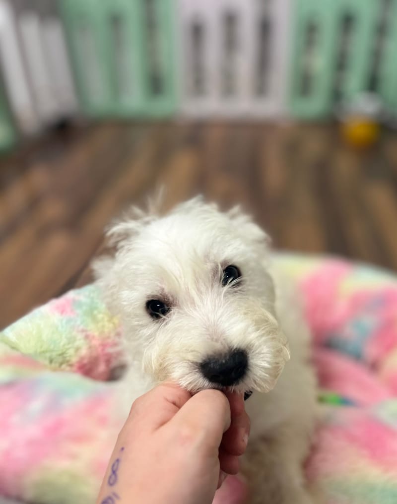 Algo mâle né le 29/08/2025 (LOF )