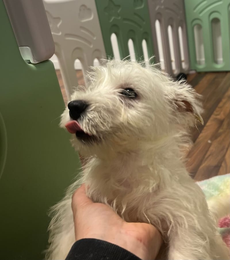 Algo mâle né le 29/08/2025 (LOF )