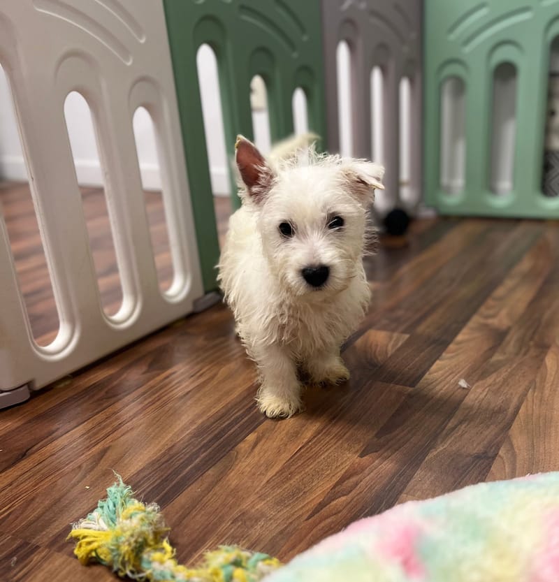 Algo mâle né le 29/08/2025 (LOF )