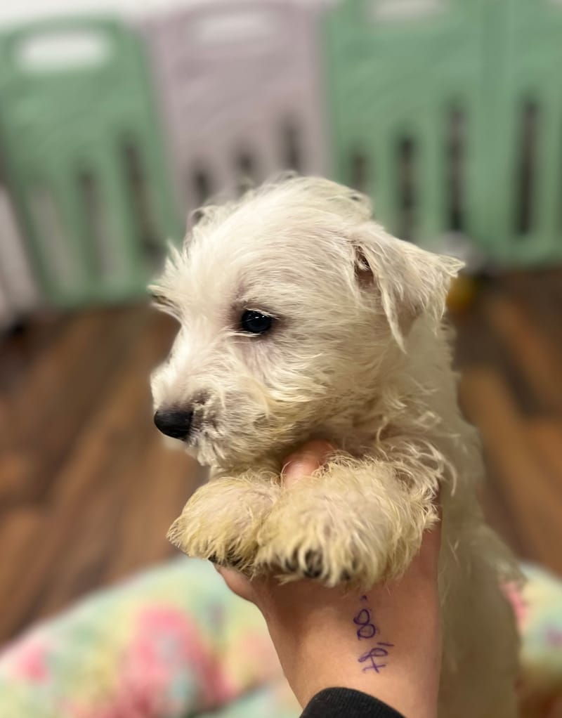 Argus mâle né le : 29/08/2025 ( LOF )