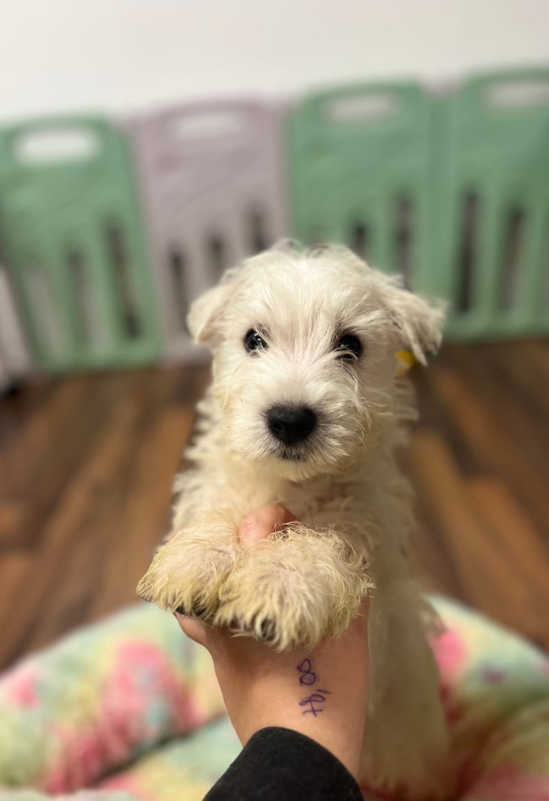 Argus mâle né le : 29/08/2025 ( LOF )