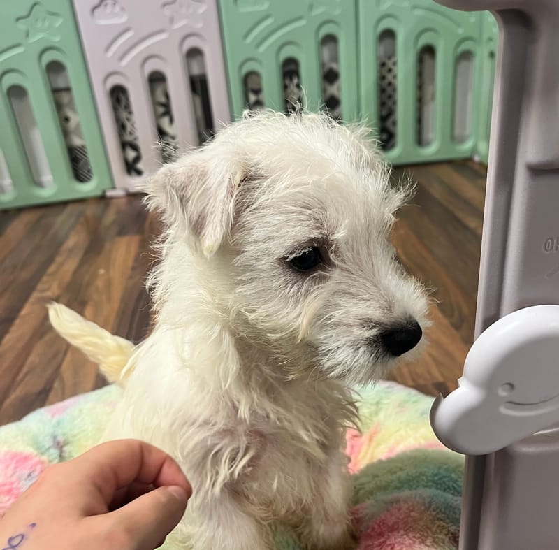 Argus mâle né le : 29/08/2025 ( LOF )