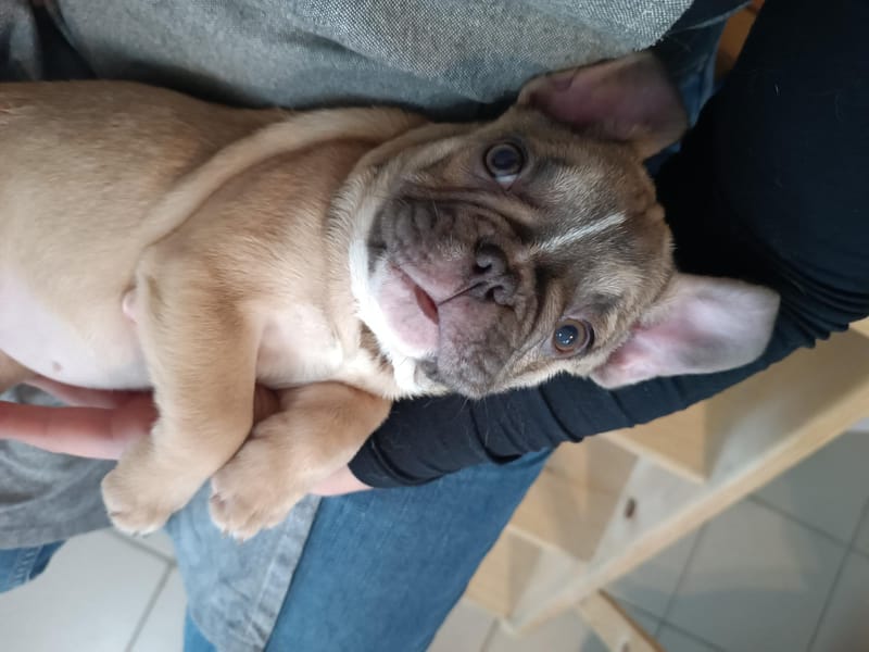 Asia, femelle née le 06/08/2025 non LOF (parents LOF)