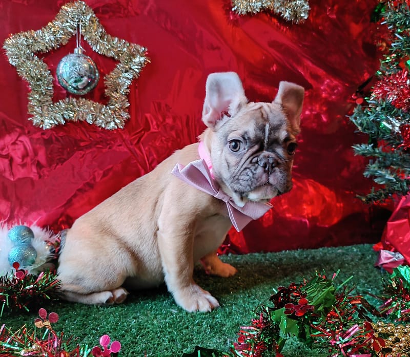 Asia, femelle née le 06/08/2025 non LOF (parents LOF)