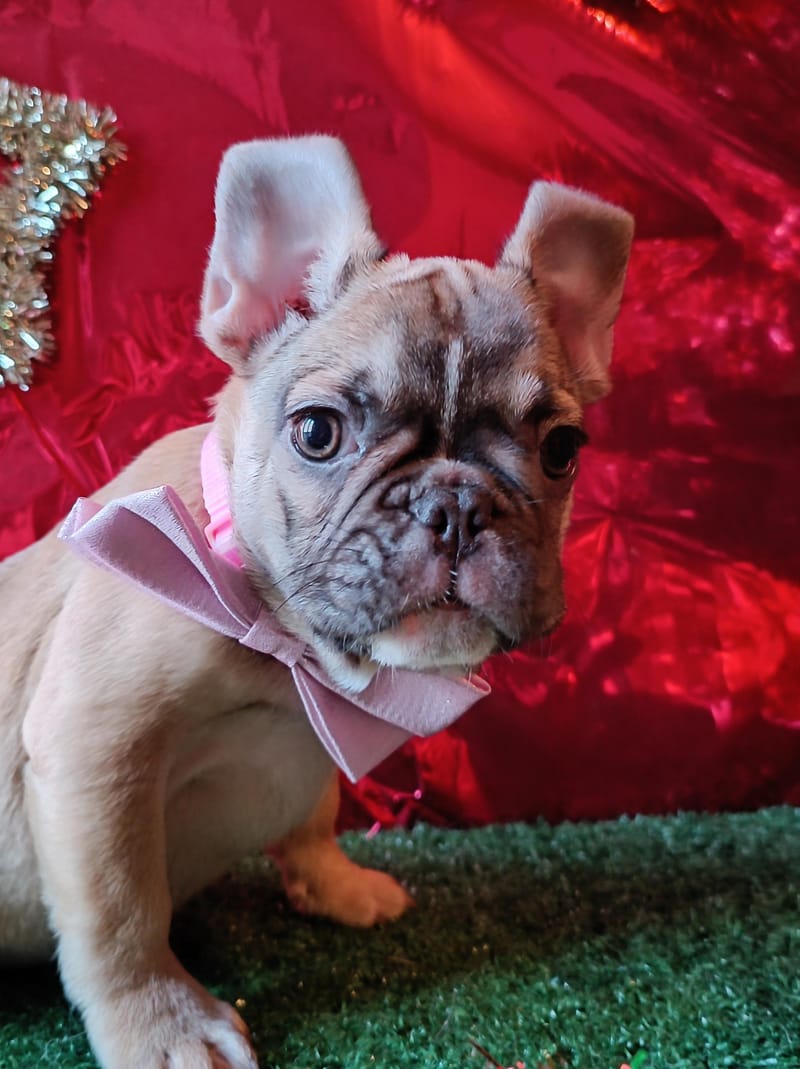 Asia, femelle née le 06/08/2025 non LOF (parents LOF)