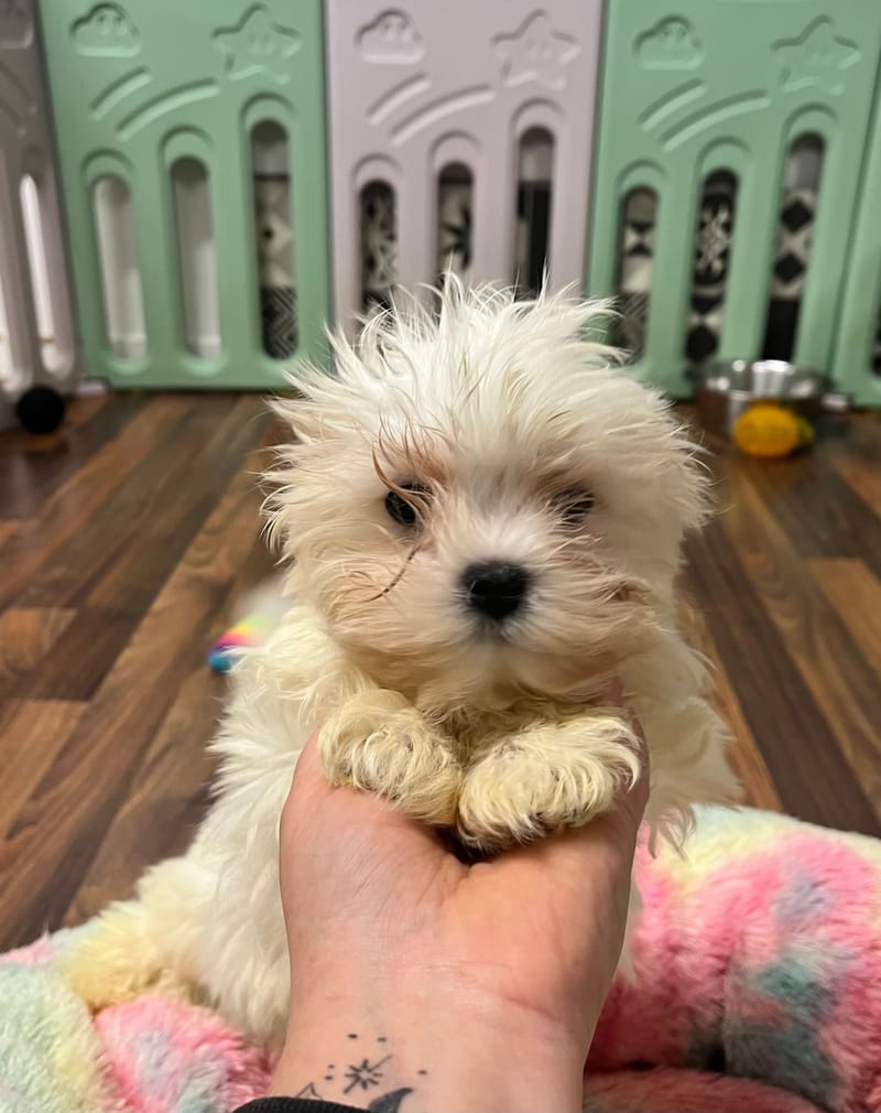 Aloe femelle née le : 24/08/2025 ( LOF)