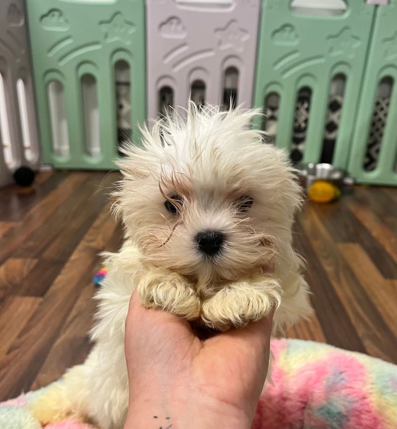 Aloe femelle née le : 24/08/2025 ( LOF)