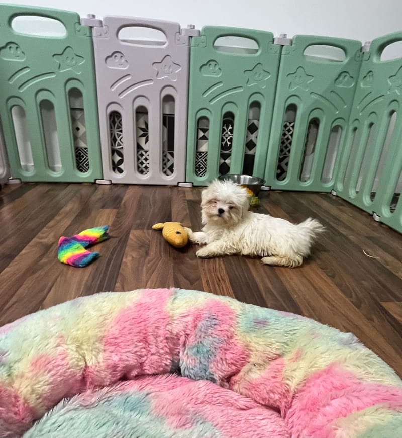 Aloe femelle née le : 24/08/2025 ( LOF)