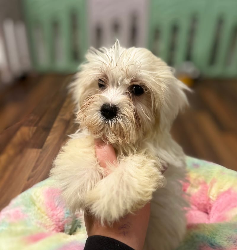 Arielle femelle née le : 24/08/2025 (LOF) 