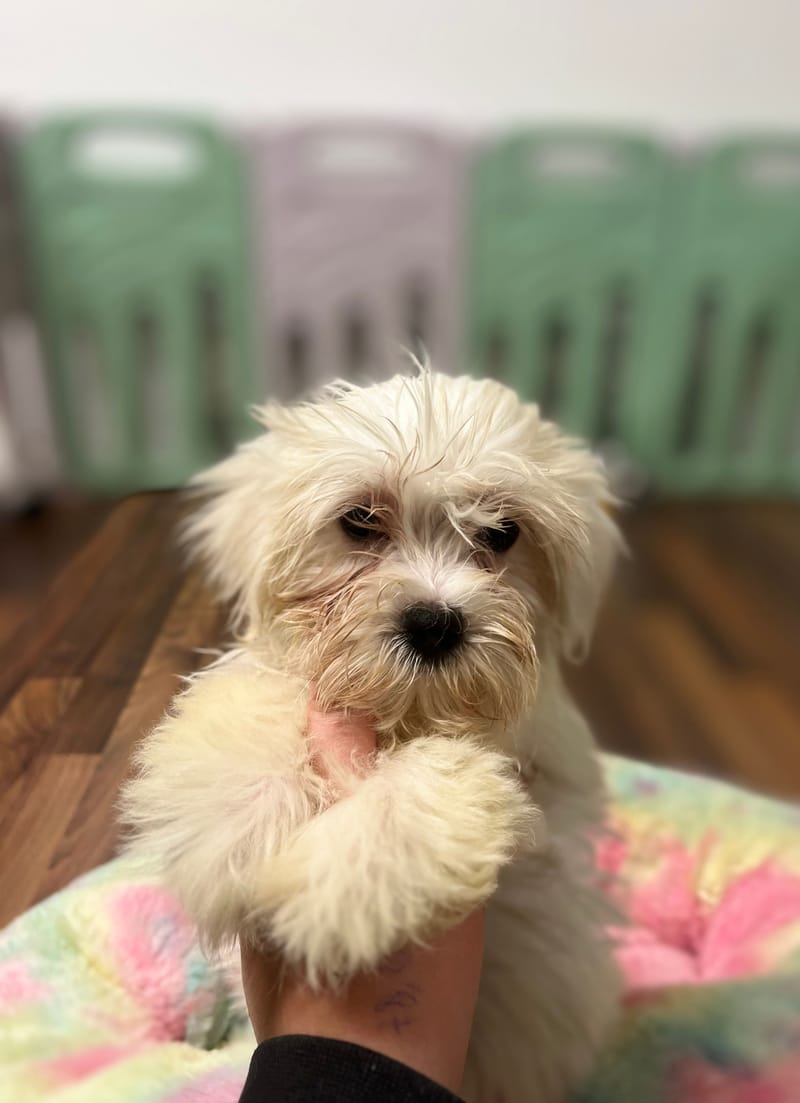 Arielle femelle née le : 24/08/2025 (LOF) 