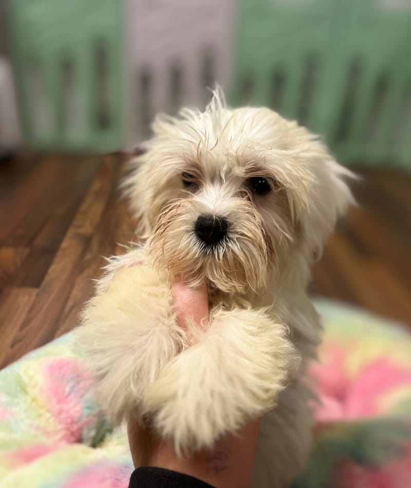 Arielle femelle née le : 24/08/2025 (LOF) 