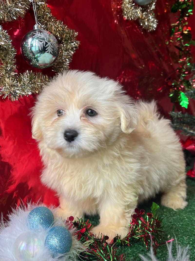 Coton femelle née le 14/09/2025 LOF