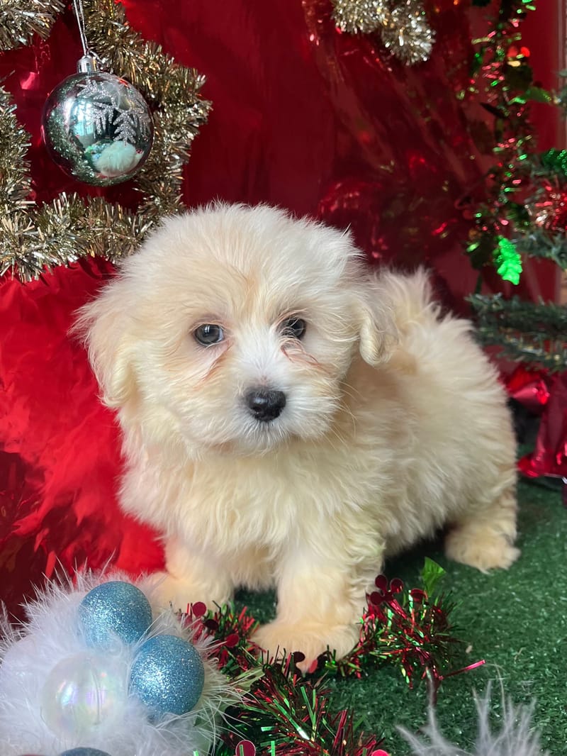 Coton femelle née le 14/09/2025 LOF