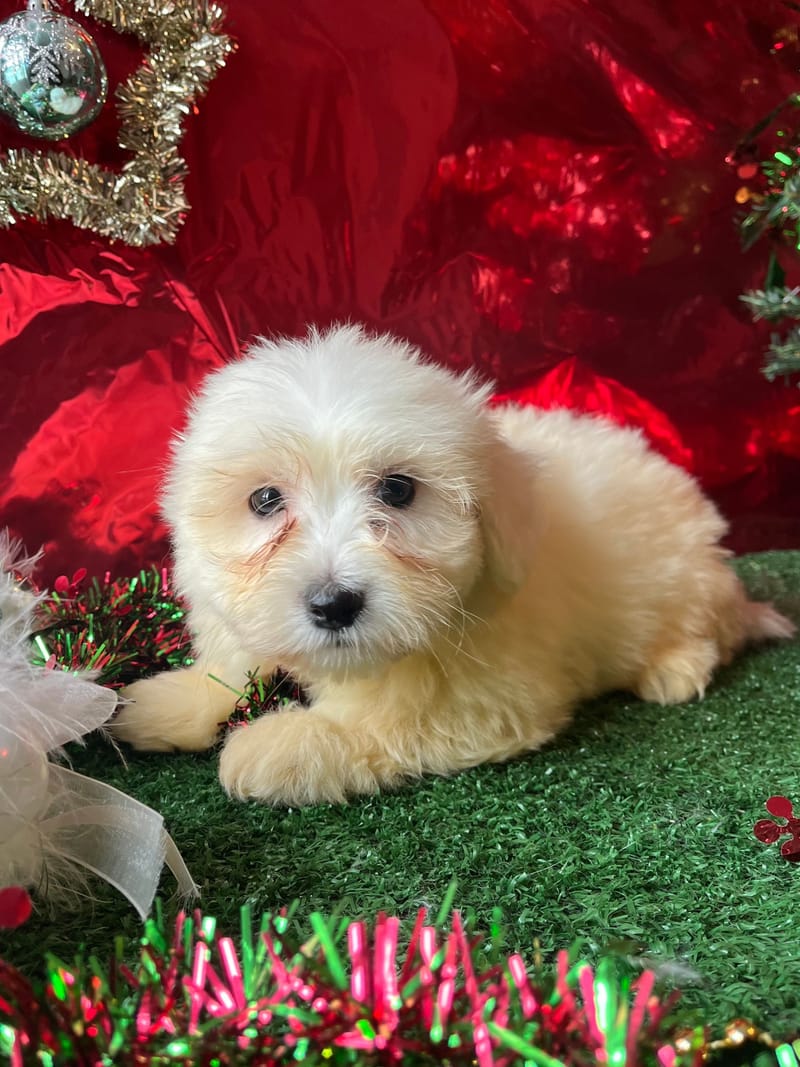 ARTIST, née le 14/09/2025 LOF