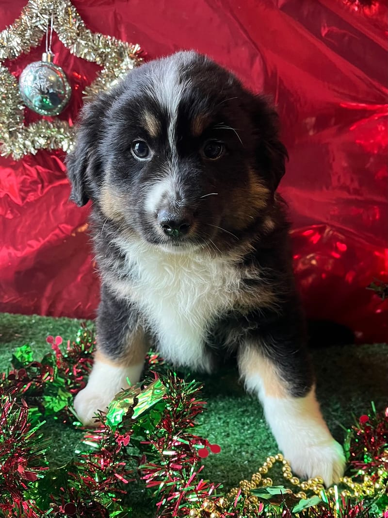 ALYS, femelle née le 16/09/2025 LOF