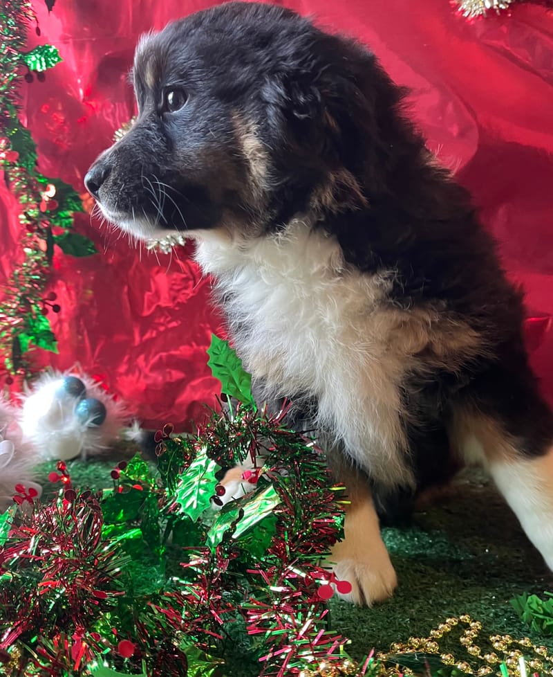 ALYS, femelle née le 16/09/2025 LOF