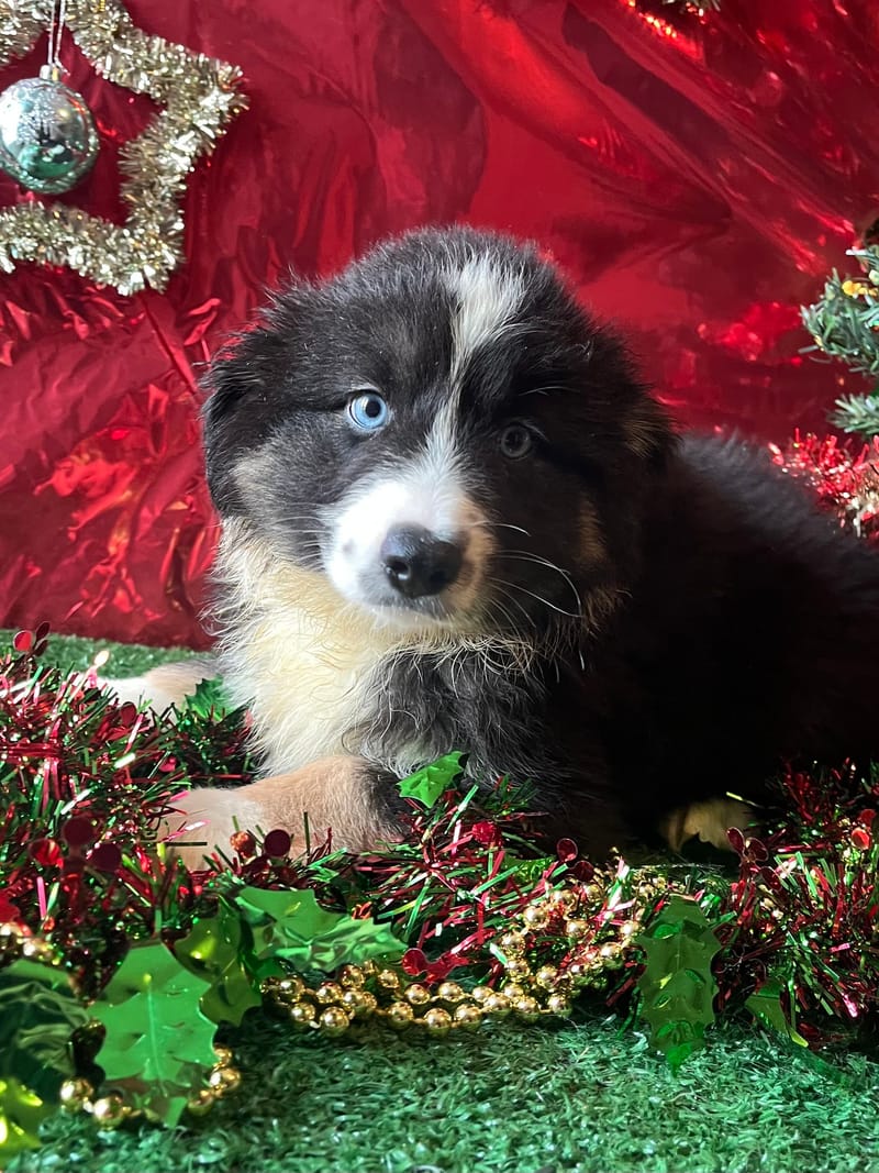 ALDO, mâle né le 16/09/2025 LOF