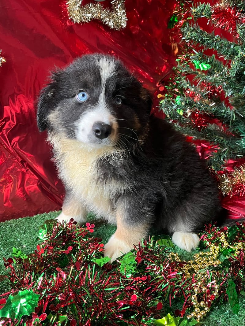 ALDO, mâle né le 16/09/2025 LOF